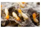 Termite Control | Bug Free Pest Control