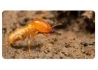 Termite Control Sydney | Knockdown Pest Control