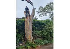 Dead Wooding Northern Beaches | Sam's Tree Services North Shore