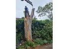 Dead Wooding Northern Beaches | Sam's Tree Services North Shore